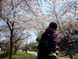 040512 桜k