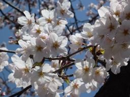 040512 桜1