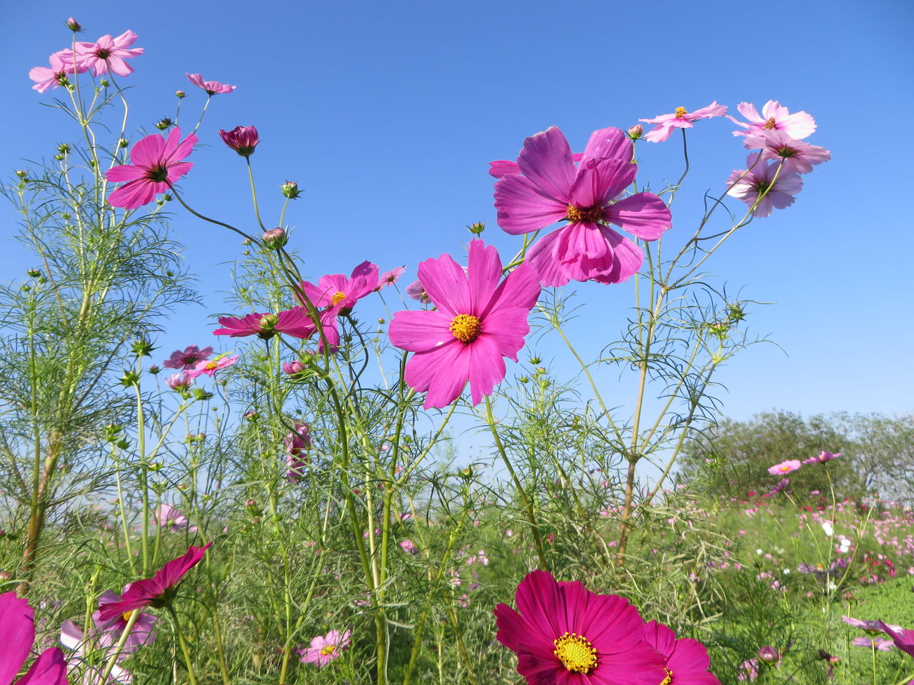 荒川コスモス街道の開花状況チェック ゴリの備忘録 荒川コスモス街道の開花状況チェック ゴリの備忘録