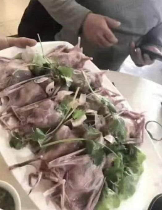 コウモリ 料理 中国
