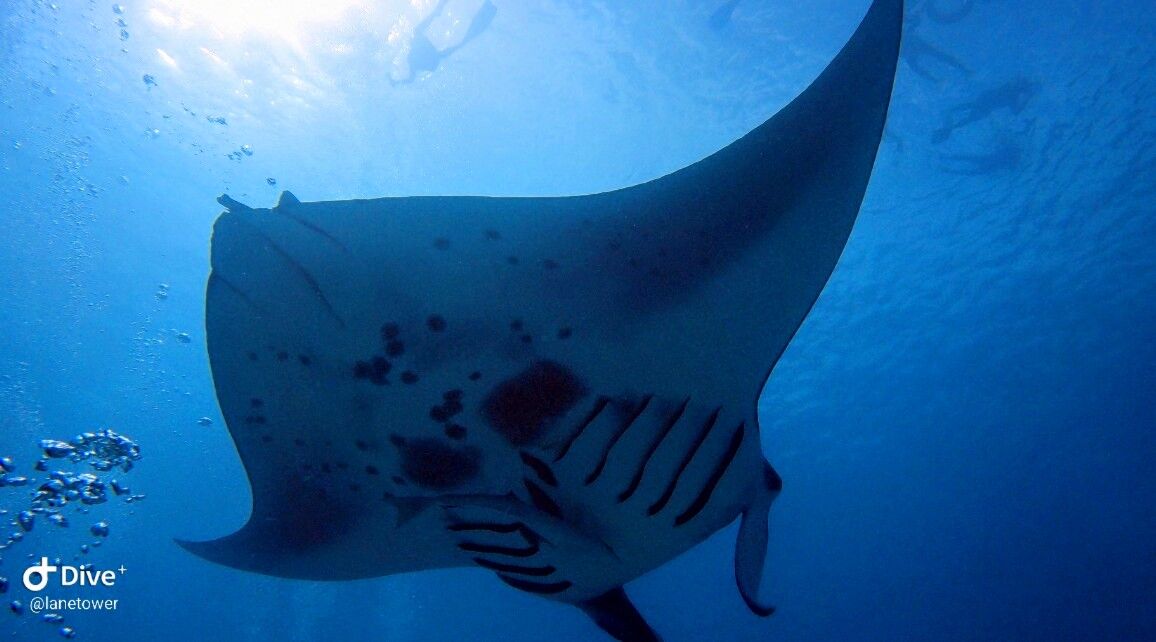 17356355406951315886903~2