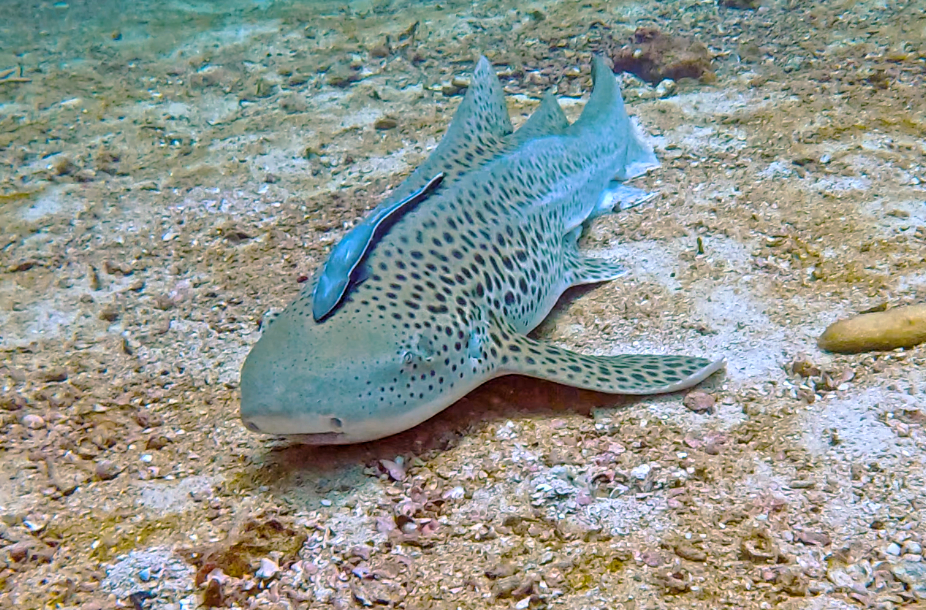 スクリーンショット 2024-05-19 150234~2