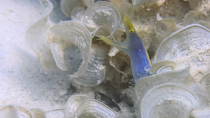 PfDt - Diving in Mauritius [_BqRDwFpEn8 - 853x480 - 0m44s]