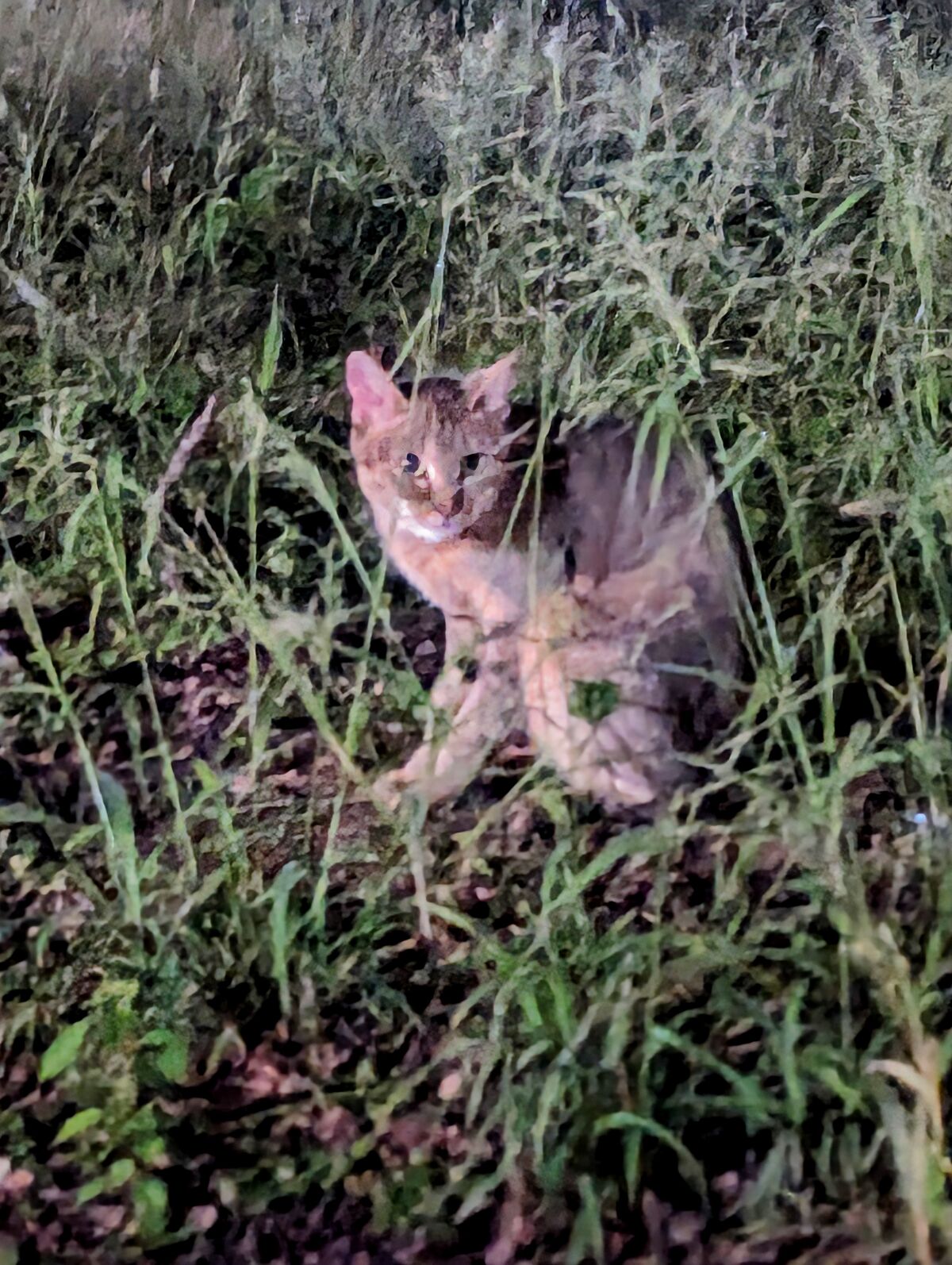 PXL_20240408_173002767.NIGHT~2