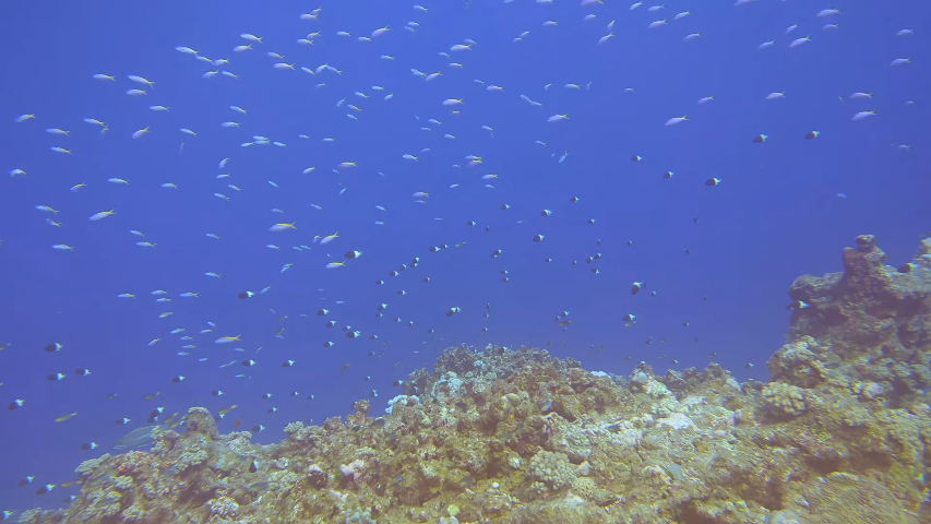 PfDt - Diving in Mauritius [_BqRDwFpEn8 - 853x480 - 1m05s]