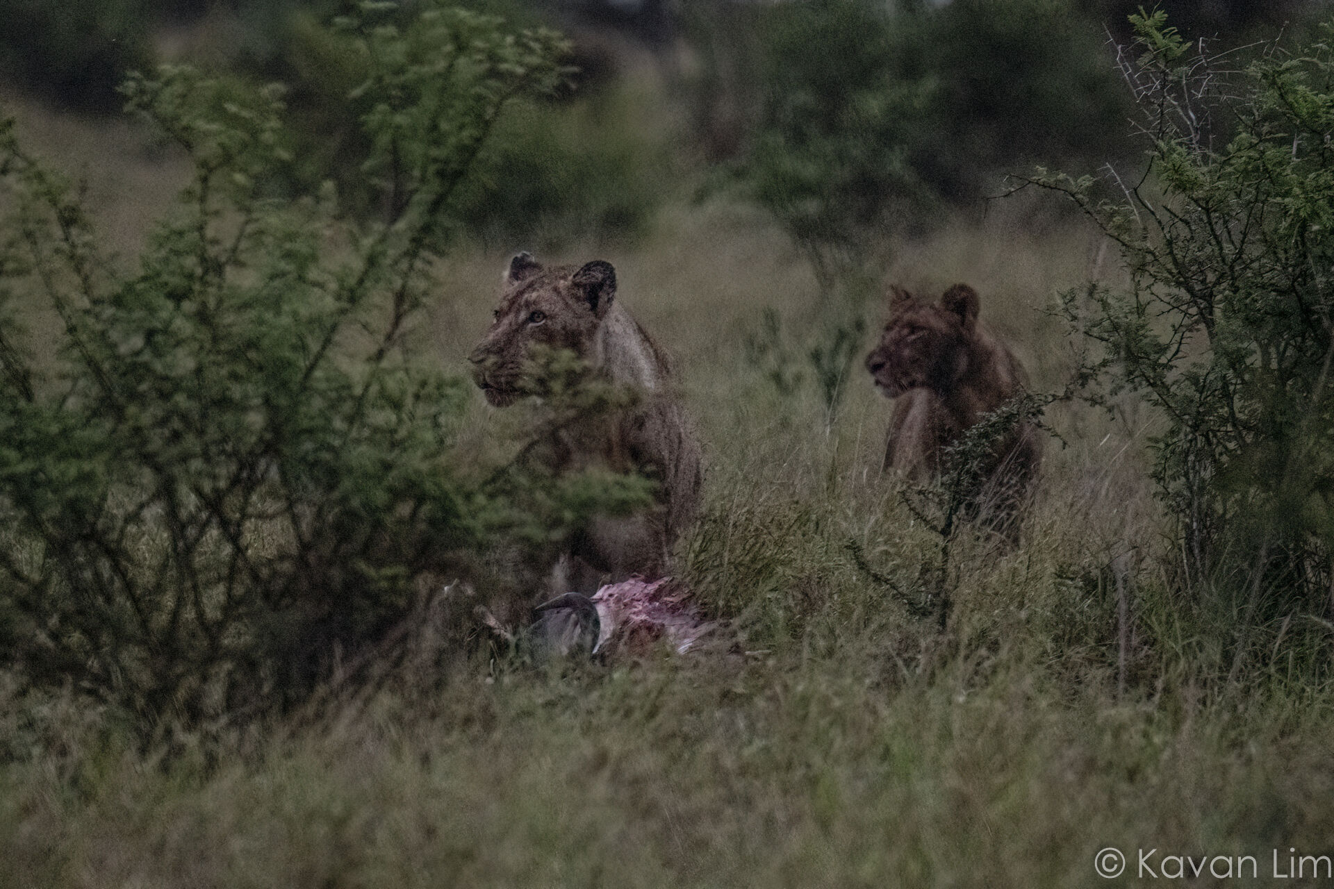 Southern Africa Batch 1 (96 of 109)