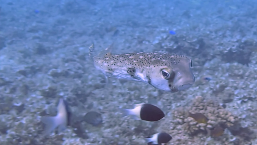 PfDt - Diving in Mauritius [_BqRDwFpEn8 - 853x480 - 0m29s]