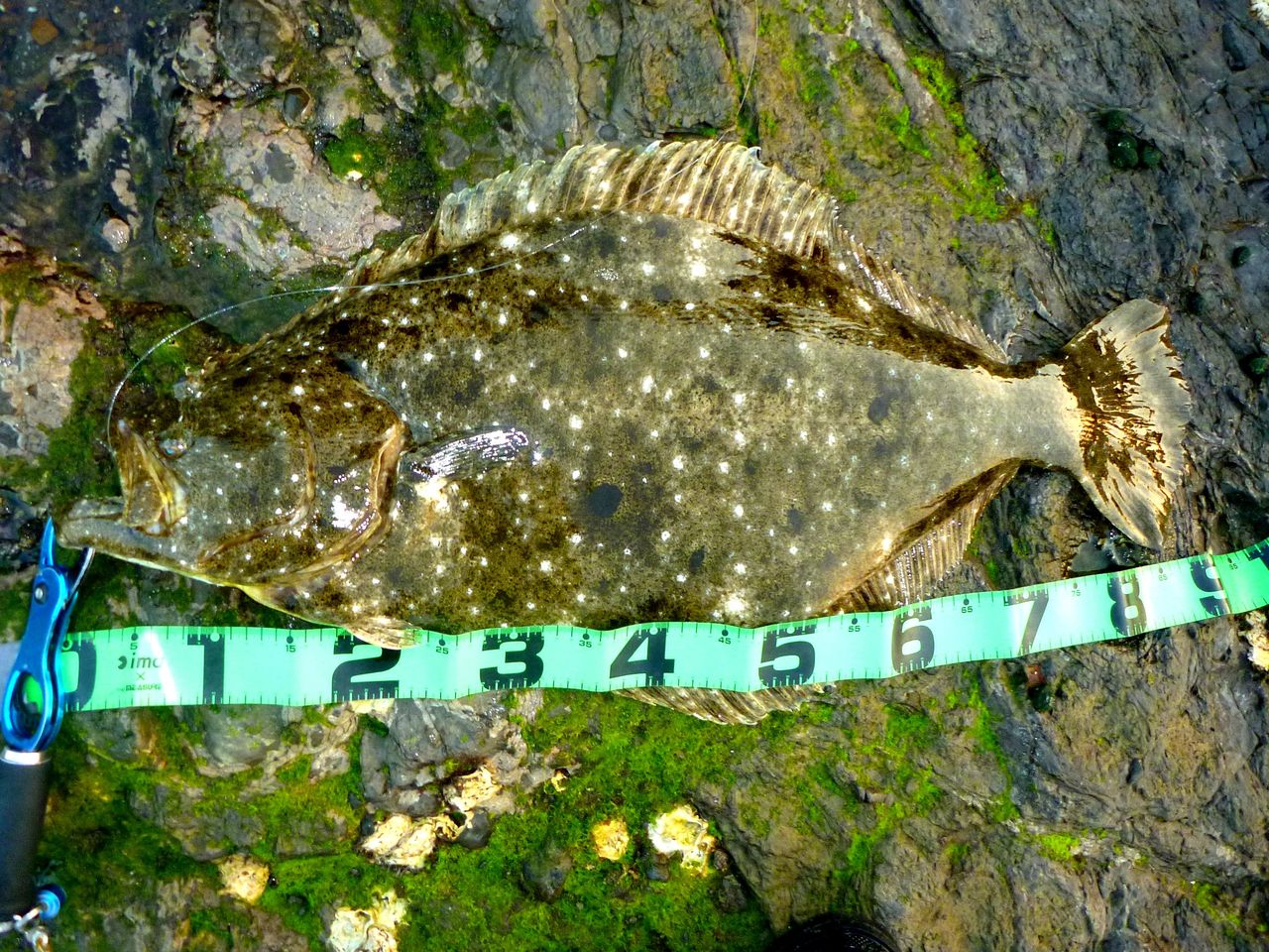 ヒラメの記録魚 ゴリ巻きスタイル