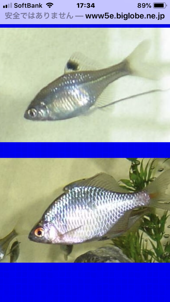 動物 Gorityan609のblog