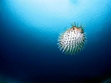 porcupinefish