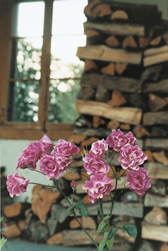 Ĺ��ͭΤ��01