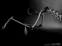 �����Ѽ����̿�Ÿ