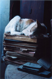 ���ĵ�ɧ ��Yume (Myanmar) ��