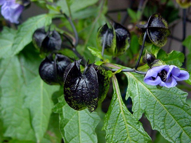 黒鬼灯 花盗撮の隠し場所 黒鬼灯 花盗撮の隠し場所