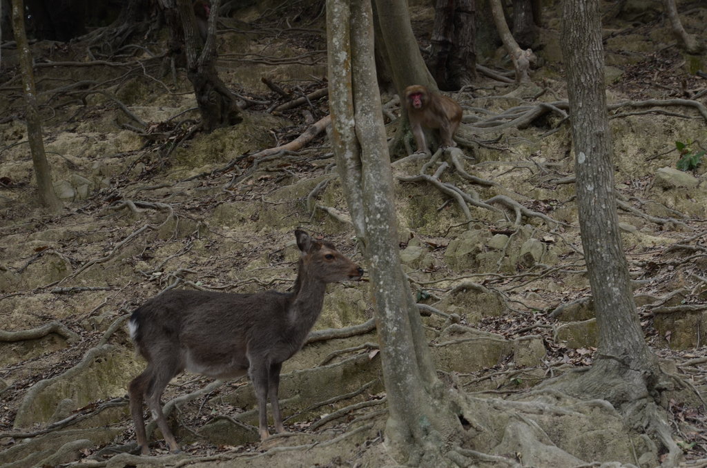 淡路島モンキーセンター7 ゴロウ君のページ