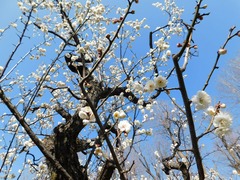 DSCN0141