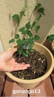 IMG_4372 (2)