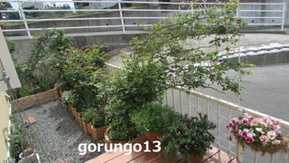 IMG_4379 (2)