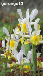 IMG_4388 (2)
