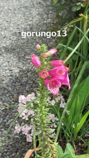 IMG_4411 (2)