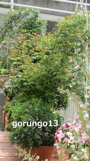 IMG_4378 (2)