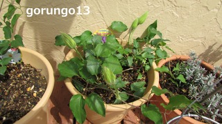 IMG_4373 (2)