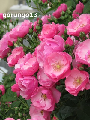 IMG_5089 (2)