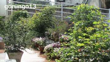 IMG_4432 (2)