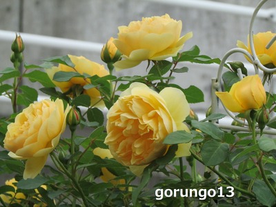 IMG_5122 (2)