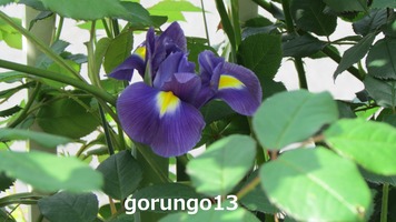 IMG_4457 (2)