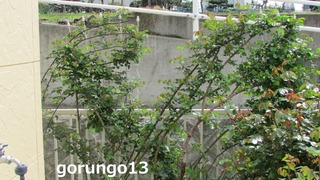 IMG_4380 (2)