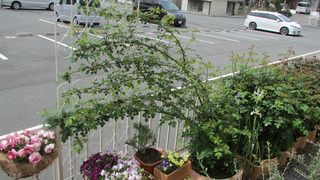IMG_4400 (2)