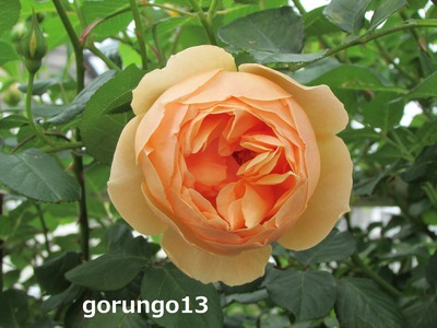15芳しいジュード