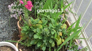 IMG_4412 (2)