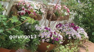 IMG_4386 (2)