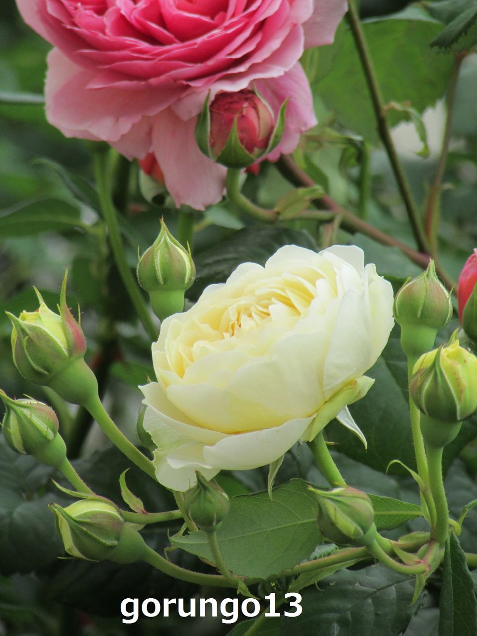 ああ薔薇三昧 イングリッシュローズと暮らしたい