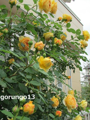 9たわわに花咲く