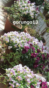 IMG_4458 (2)