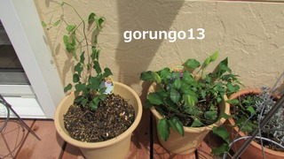 IMG_4371 (2)