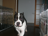 kussi 037