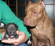 pit 8799