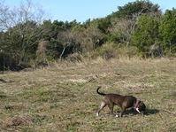 pit 61431