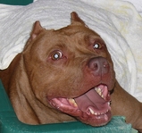 pit 8389