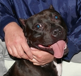pit 050