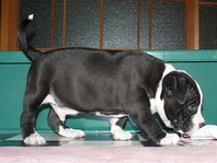 pit 9667