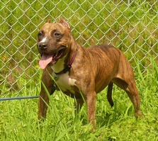 �������� 043