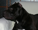 pit 026