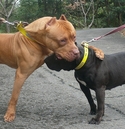 pit 7723