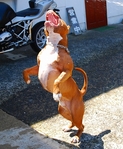 donk8