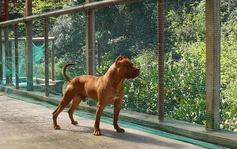 pit 8309